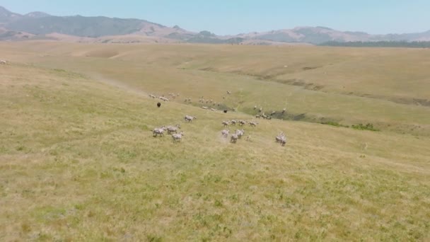 Aerial Slow Motion Running Zebras Herd Open Space Rancho California — Stockvideo