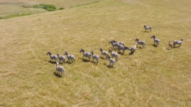 Great Migration Serengeti Herd Zebras Grazing Dry Land Hot Summer — Vídeos de Stock