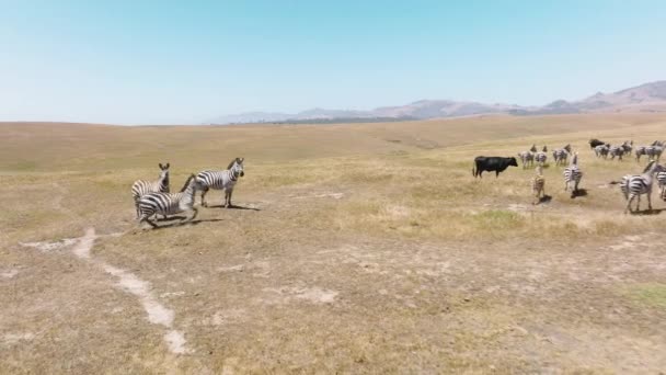 Plains Zebra Close Africa Savannah South Africa African Safari Footage — Video Stock