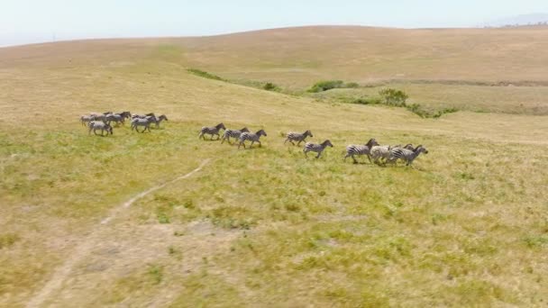 Slow Motion Aerial View Small Herd Wild Zebras Running Out — Vídeos de Stock