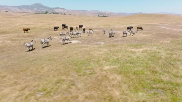 Cute Wild Zebra Horses Scared Flying Closely Drone Running Away — Stockvideo