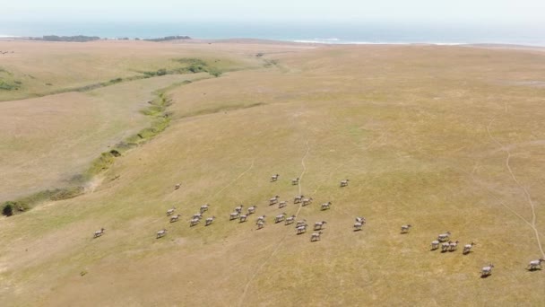 Scenic African Safari Drone View Wild Free Zebras Running Cinematic — Stock Video
