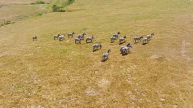 Ağır çekimde kendilerini saldırıdan koruyan vahşi zebraların sinematik görüntüsü. Serengeti Ulusal Parkı, Tanzanya. Afrika. Afrika 'nın vahşi ve özgür zebralarının 4K sürdüğü safari manzarası