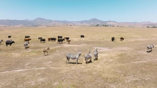 African Safari Footage Cute Wild Zebra Horses Scared Flying Closely — Stockvideo
