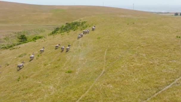 Wild Animals Running Together Wilderness Nature Scenic Landscape Panorama Wild — Stock video