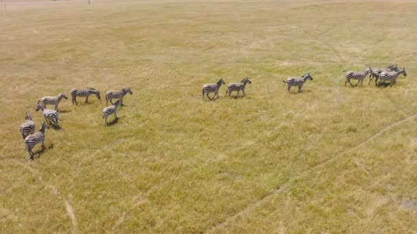 Herd of Zebras grazing on dry land on hot summer day. Aerial footage 4K drone view. Serengeti National park, Tanzania, Africa. African safari above wild free zebras. Great Migration in the Serengeti
