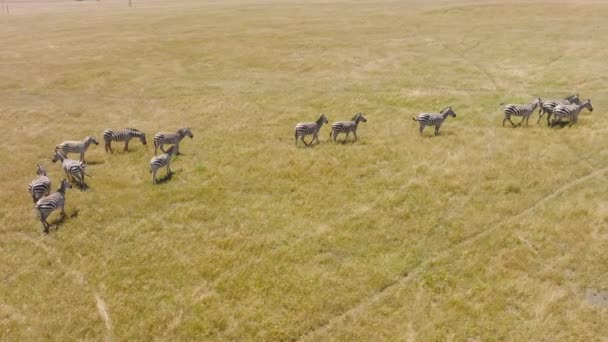 Herd Zebras Grazing Dry Land Hot Summer Day Aerial Footage — Wideo stockowe