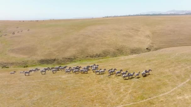 Aerial Drone Wild Zebras Herd Great Migration African Savanna Serengeti — Vídeos de Stock