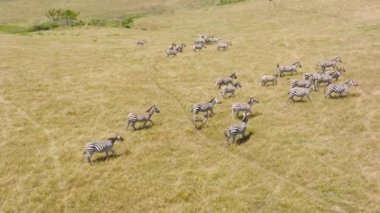 Aerial drone view of tourist safari, watching large herd of zebras on the makgadikgadi pans. Zebra Migration in Botswana. African safari background with copy space. Free wild animals in wild nature 4K