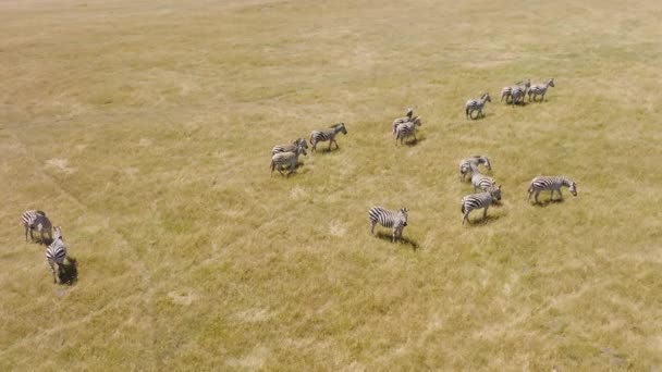 Slow Motion Aerial Footage Cute Baby Zebra Foals Walking Dry — Stock video