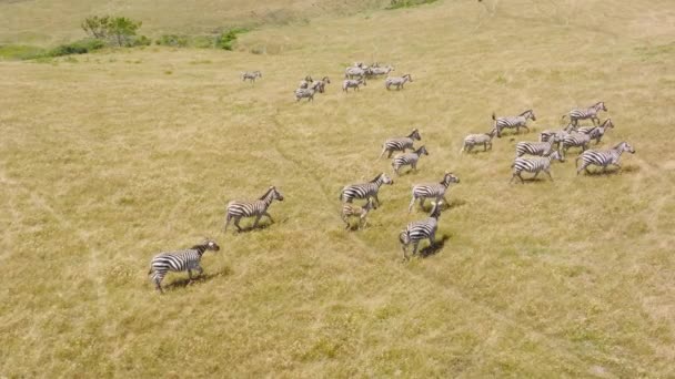 Aerial Drone View Tourist Safari Watching Large Herd Zebras Makgadikgadi — Stok video