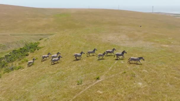 Slow Motion Aerial Footage Cute Baby Zebra Foals Walking Dry — Stock video