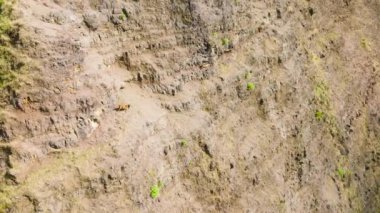 Drone shot of wild goats walking by trail on steep mountain cliff in Napali coast national park. Hawaiian Ibex goat, feral goat, or Spanish goat on breathtaking ridge landscape background sunny day