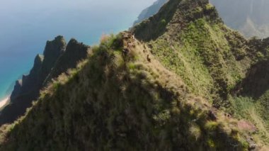Family of mountain goats in Hawaiian wilderness. Goats grazing on green hills of NaPali coast nature park with cinematic coast on background, Kauai island. Herd of cute goats run by steep green peaks