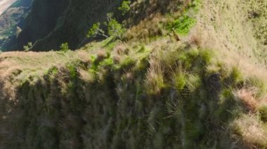 Goats grazing on green hills of NaPali coast nature park with cinematic coast on background, Kauai island. Herd of cute goats run by steep green peaks. Family of mountain goats in Hawaiian wilderness