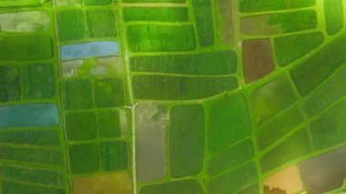 Scenic wetland agriculture field with cinematic moving shadow from soaring above clouds. Top down view Hanalei National Wildlife Refuge. Aerial of irrigation ditches, taro fields and managed wetlands