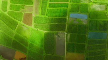 Aerial top down of natural irrigation at agriculture fields. Drone footage of vast green fields of natural waterlands in bright sunshine. Harvest season. Green agricultural fields Kauai, Hawaii USA 4K