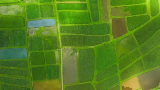 Scenic Wetland Agriculture Field Cinematic Moving Shadow Soaring Clouds Top — Vídeo de Stock