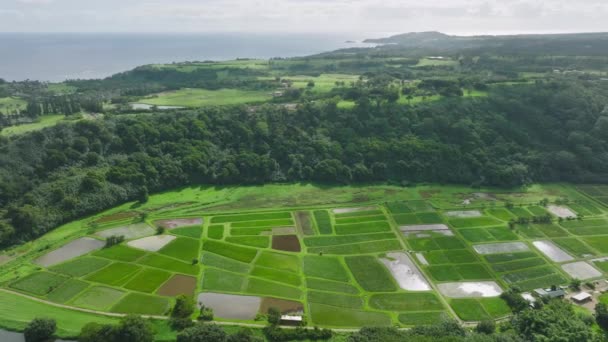 Aerial Top Natural Irrigation Green Agriculture Fields Haena Kauai Vast — Video Stock
