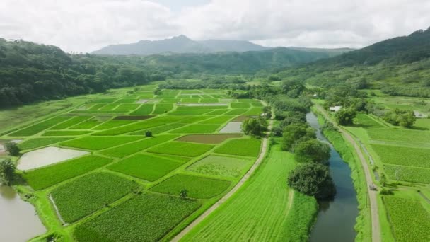 Green Agricultural Fields Hawaii Island Usa Aerial Footage Natural Irrigation — Stockvideo
