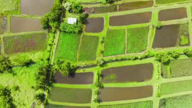 Overhead view on natural irrigation at wet agriculture fields. Drone footage of green fields of natural wetlands in bright summer sunlight. Harvest season Green agricultural fields Kauai Hawaii USA 4K