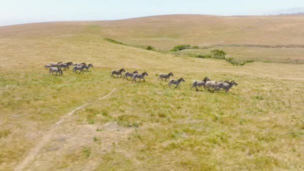 Slow Motion Aerial View Small Herd Wild Zebras Running Out — Stock video