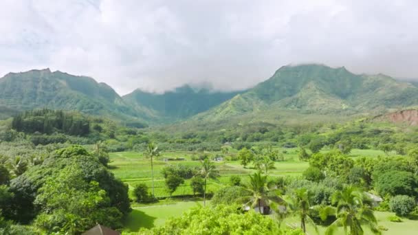 Gorgeous Mountains Filled Tropical Plants Lava Rocked Terraces Aerial Footage — Vídeo de Stock