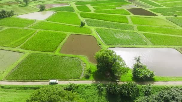 Organic Food Fields Lavish Protected Area Hanalei National Wildlife Refuge — Stockvideo