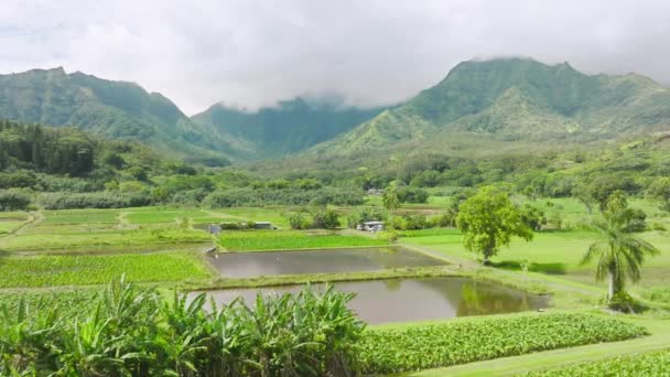 Drone Shot Spectacular Lush Botanical Garden Nestled Emerald Valley Gorgeous — Wideo stockowe