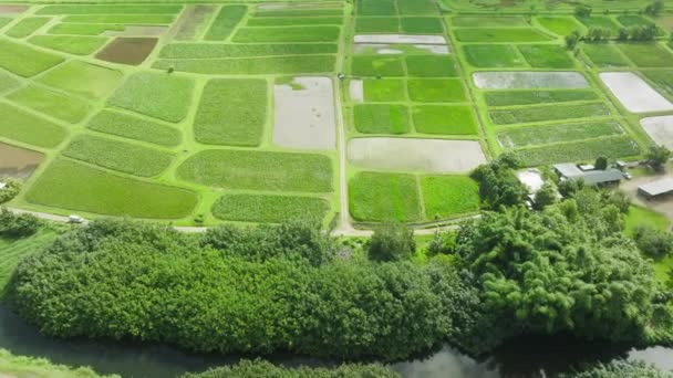 Aerial Footage Agricultural Farmland Lush Vegetation Remote Countryside Organic Food — Vídeo de Stock