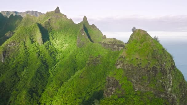 Aerial Footage Lush Tropical Jungle Spectacular Sunrise Skyline Background Golden — Stockvideo