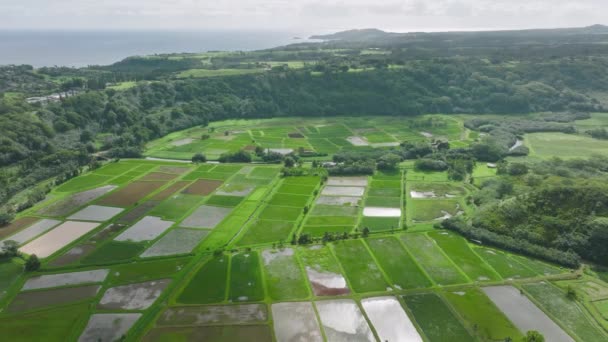 Native Hawaiian Plant Community Riverine Ecosystem Surrounded Lush Mountainous Landscape — 图库视频影像