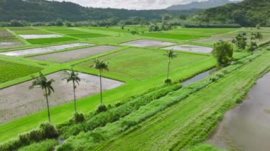 Wetland agriculture with traditional farming practices maintaining waterbird feeding and nesting. Aerial view of wildlife heritage within Hanalei National Wildlife Refuge. High quality 4k footage