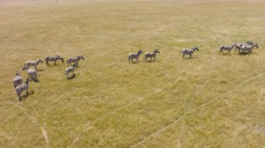 Herd of Zebras grazing on dry land on hot summer day. Aerial footage 4K drone view. Serengeti National park, Tanzania, Africa. African safari above wild free zebras. Great Migration in the Serengeti