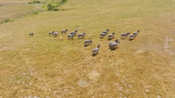 Cinematic Aerial Shot Wild Zebras Protecting Themselves Attack Slow Motion — Vídeo de Stock