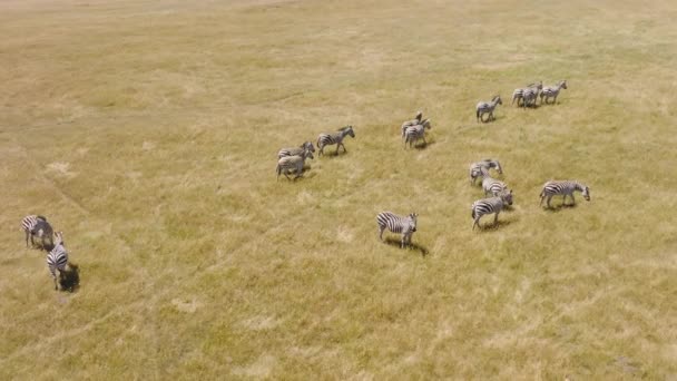 Slow Motion Aerial Footage Cute Baby Zebra Foals Walking Dry — Video Stock