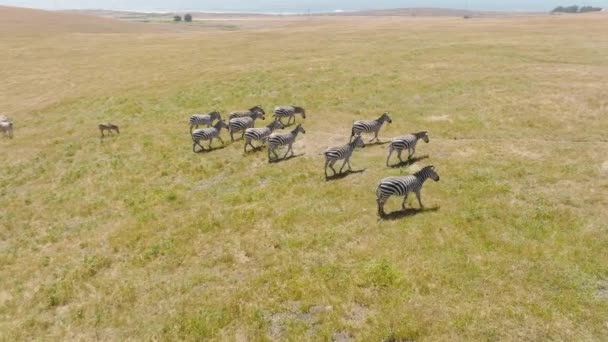 Herd Wild Zebras Grazing Savanna Africa Botswana Safari Herbivore Wild — Stockvideo