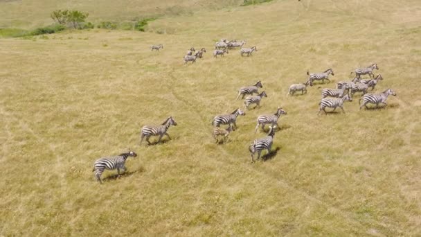 Aerial Drone View Tourist Safari Watching Large Herd Zebras Makgadikgadi — Wideo stockowe