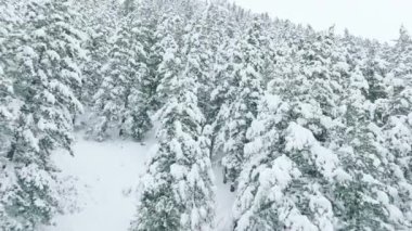 Holiday travel and tourism. Frosty tree tops with magical fresh snow, aerial 4K drone Colorado USA. Winter forest nature with snow covered winter trees. Aspen mountains landscape on cloudy winter day
