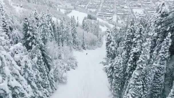 Amazing Views Magical Snowy Fir Trees Mountain Covered Fresh Snow — Vídeo de stock