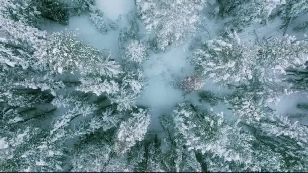 Aerial View Snow Covered Trees Sunset Lapland Top Rising Drone — Stock videók