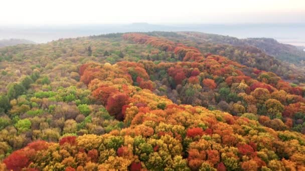 Drone Footage Splendid Deciduous Flora Colorful Leafy Trees Exceptional Range — Wideo stockowe