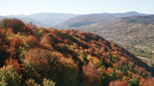 Lush Deciduous Forest Red Green Yellow Orange Lavish Leaves Seen — Video