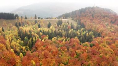 Beautiful destination for a romantic autumn getaway as seen from above. Aerial view of mixed lush fir and deciduous forest, covering mountainous landscape. High quality 4k footage
