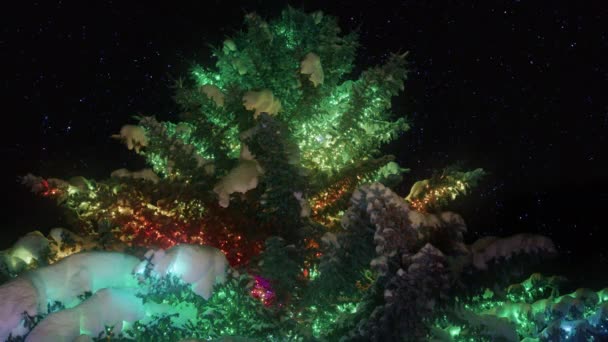 Christmas Tree Decorated Toys Garlands Outdoors Dark Night Sky Full — Stock video