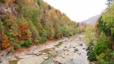 Aerial footage of wild mountain river streaming through the colorful forest. Vast lush woodland in bright oranges and yellow hues. High quality 4k footage