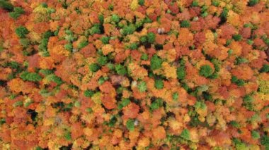 Drone footage of inspiring fall background with oranges, reds and yellows hues. Magnificent vegetation and trees in autumn colors as seen from above. High quality 4k footage