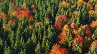Aerial footage of the fall foliage season setting landscapes ablaze. Lush greenery of autumn with vibrant reds, oranges and yellows as seen from above. High quality 4k footage