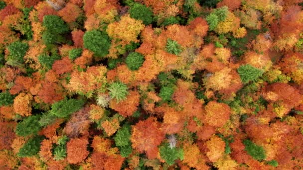 Close Aerial Shot Vibrant Fall Foliage Orange Yellow Green Red — Stock video