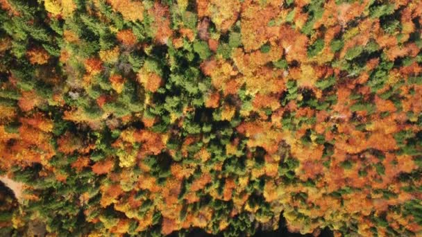 Крупним Планом Знімок Листяного Лісу Яскравими Осінніми Кольорами Видно Зверху — стокове відео